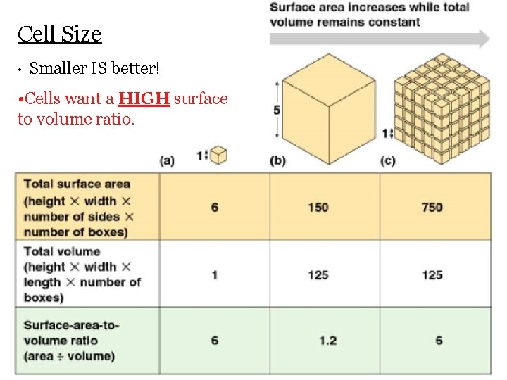 Cell Size • Smaller IS better! • Cells want a HIGH surface to volume