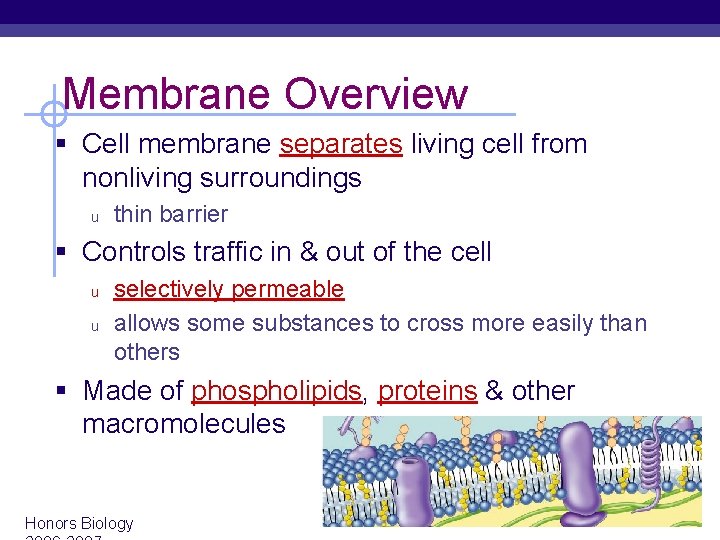 Membrane Overview § Cell membrane separates living cell from nonliving surroundings u thin barrier