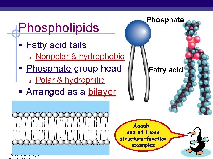 Phosphate Phospholipids § Fatty acid tails u Nonpolar & hydrophobic § Phosphate group head