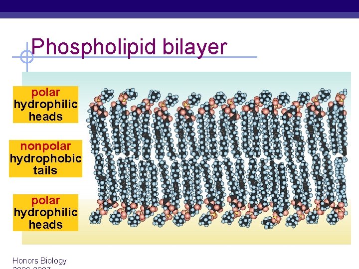 Phospholipid bilayer polar hydrophilic heads nonpolar hydrophobic tails polar hydrophilic heads Honors Biology 