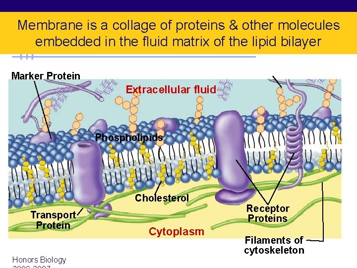 Membrane is a collage of proteins & other molecules embedded in the fluid matrix