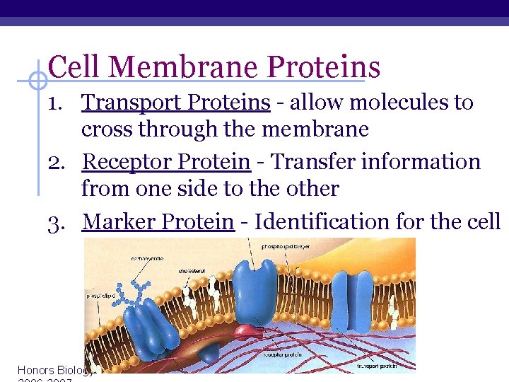 Cell Membrane Proteins 1. Transport Proteins - allow molecules to cross through the membrane