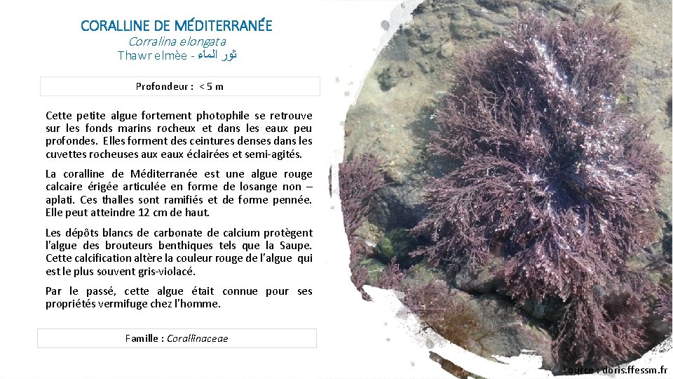 CORALLINE DE MÉDITERRANÉE Corralina elongata Thawr elmèe - ﺛﻮﺭ ﺍﻟﻤﺎﺀ Profondeur : < 5