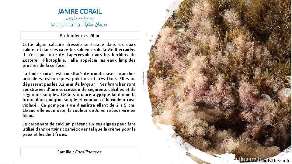 JANIRE CORAIL Jania rubens Morjen Jania - ﻣﺮﺟﺎﻥ ﺟﺎﻧﻴﺎ Profondeur : < 20 m