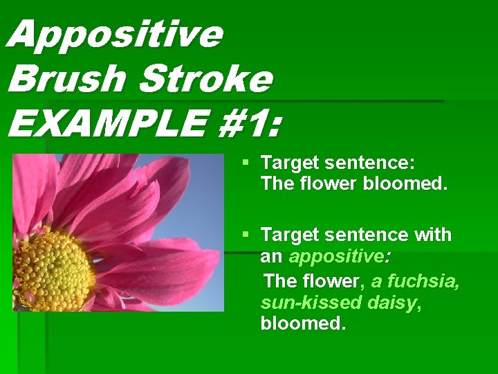 Appositive Brush Stroke EXAMPLE #1: § Target sentence: The flower bloomed. § Target sentence