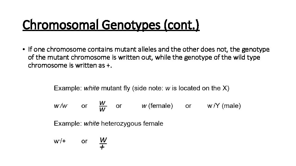 Chromosomal Genotypes (cont. ) • If one chromosome contains mutant alleles and the other