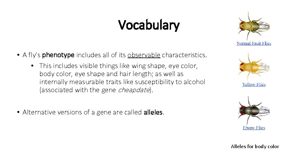 Vocabulary • A fly’s phenotype includes all of its observable characteristics. • This includes