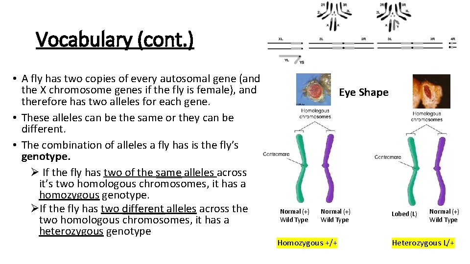 Vocabulary (cont. ) • A fly has two copies of every autosomal gene (and