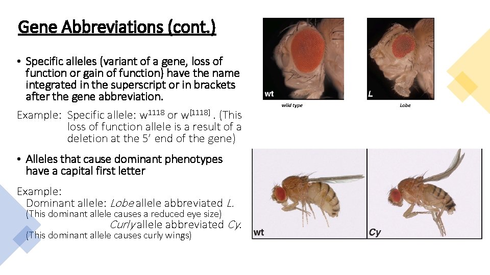 Gene Abbreviations (cont. ) • Specific alleles (variant of a gene, loss of function