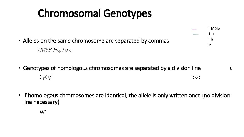 Chromosomal Genotypes • Alleles on the same chromosome are separated by commas TM 6