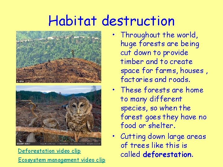 Habitat destruction Deforestation video clip Ecosystem management video clip • Throughout the world, huge