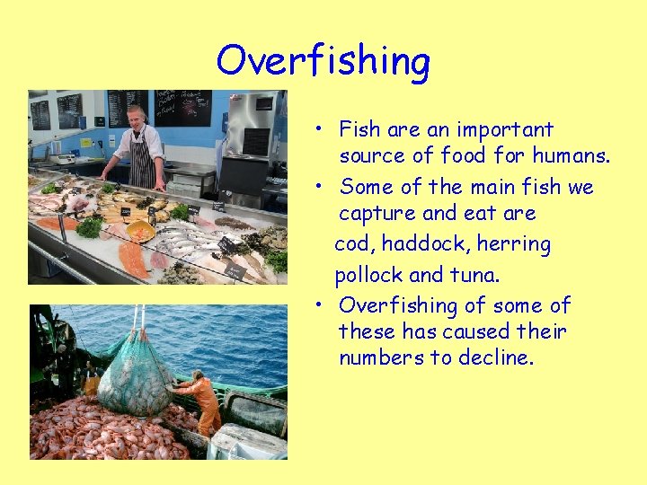 Overfishing • Fish are an important source of food for humans. • Some of
