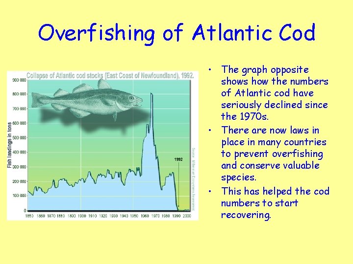Overfishing of Atlantic Cod • The graph opposite shows how the numbers of Atlantic