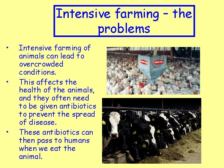 Intensive farming – the problems • • • Intensive farming of animals can lead