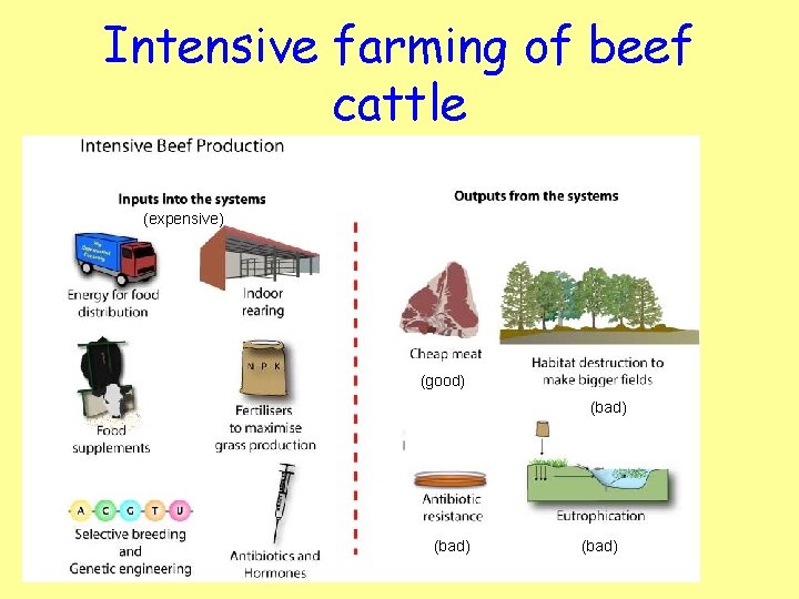 Intensive farming of beef cattle (expensive) (good) (bad) 