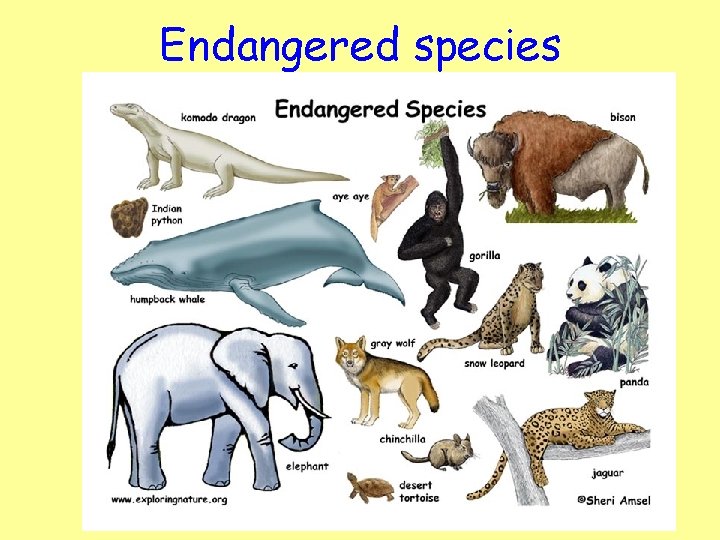 Endangered species 