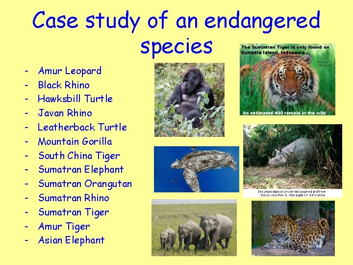Case study of an endangered species - Amur Leopard Black Rhino Hawksbill Turtle Javan