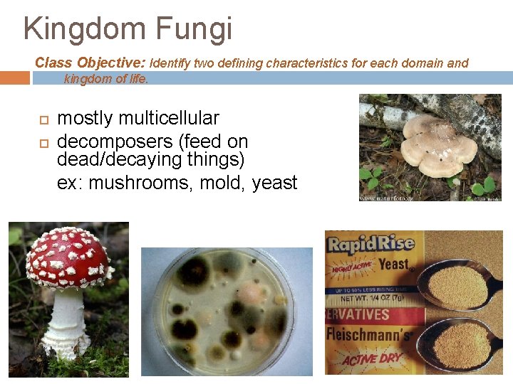Kingdom Fungi Class Objective: Identify two defining characteristics for each domain and kingdom of