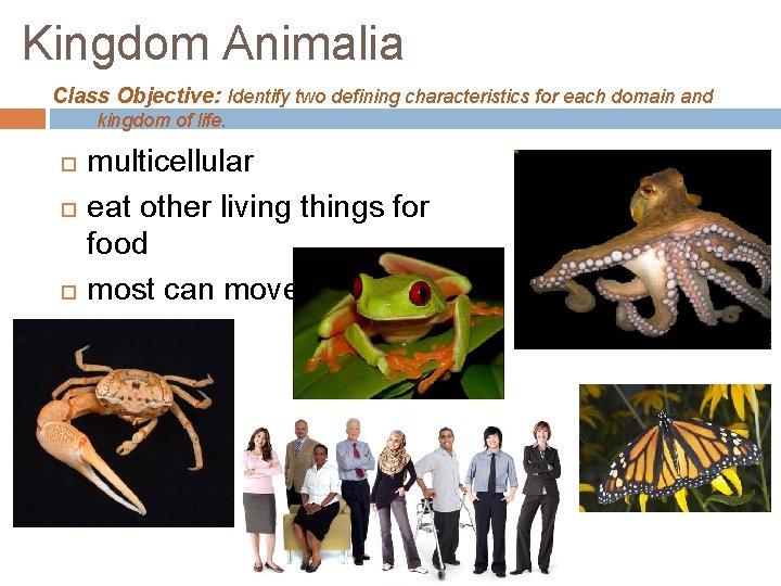 Kingdom Animalia Class Objective: Identify two defining characteristics for each domain and kingdom of