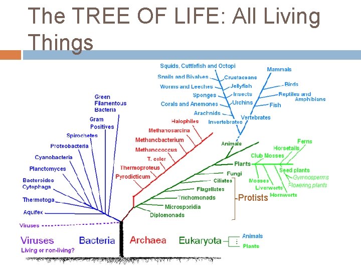 The TREE OF LIFE: All Living Things Protists 