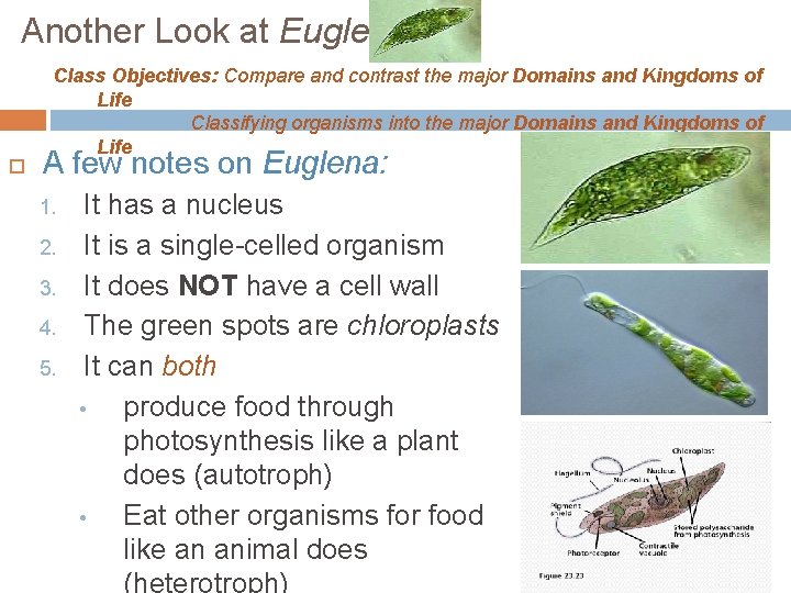 Another Look at Euglena Class Objectives: Compare and contrast the major Domains and Kingdoms