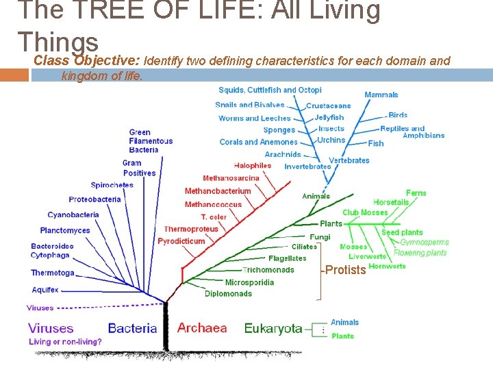 The TREE OF LIFE: All Living Things Class Objective: Identify two defining characteristics for