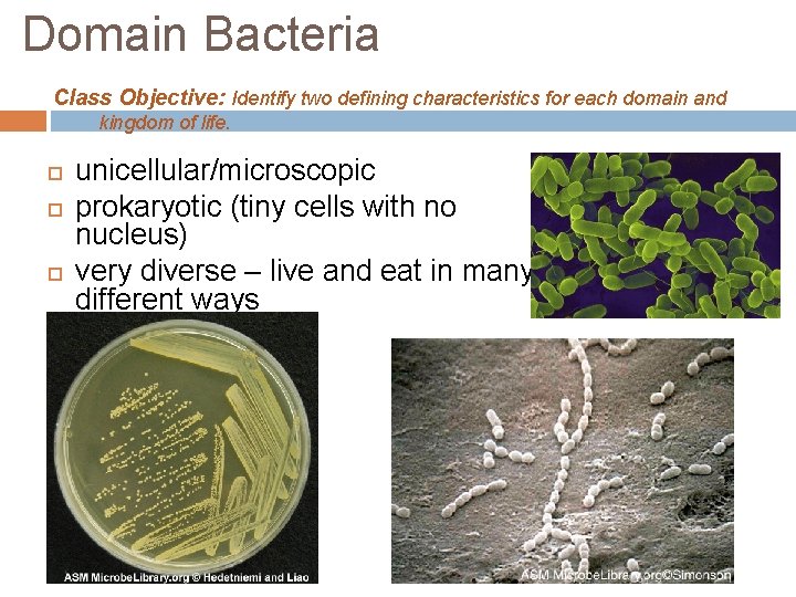 Domain Bacteria Class Objective: Identify two defining characteristics for each domain and kingdom of