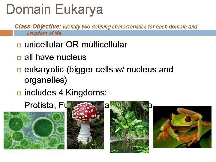 Domain Eukarya Class Objective: Identify two defining characteristics for each domain and kingdom of