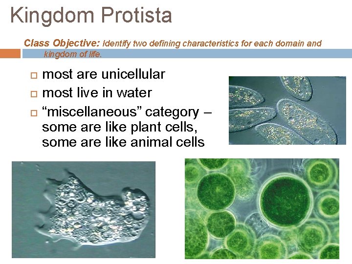 Kingdom Protista Class Objective: Identify two defining characteristics for each domain and kingdom of