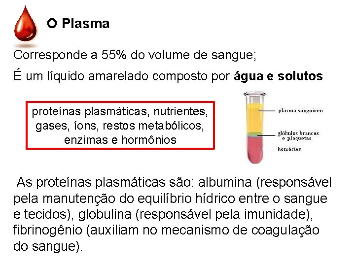 O Plasma Corresponde a 55% do volume de sangue; É um líquido amarelado composto