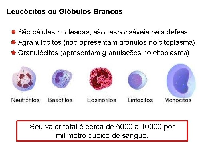 Leucócitos ou Glóbulos Brancos São células nucleadas, são responsáveis pela defesa. Agranulócitos (não apresentam