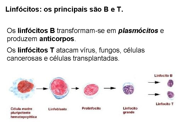 Linfócitos: os principais são B e T. Os linfócitos B transformam-se em plasmócitos e