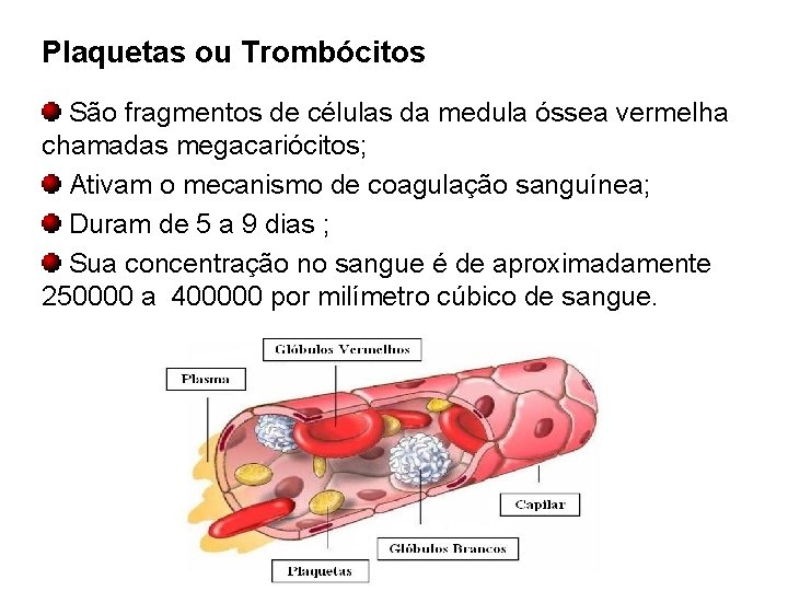 Plaquetas ou Trombócitos São fragmentos de células da medula óssea vermelha chamadas megacariócitos; Ativam