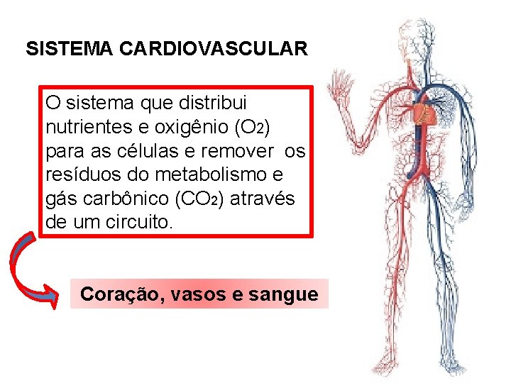 SISTEMA CARDIOVASCULAR O sistema que distribui nutrientes e oxigênio (O 2) para as células