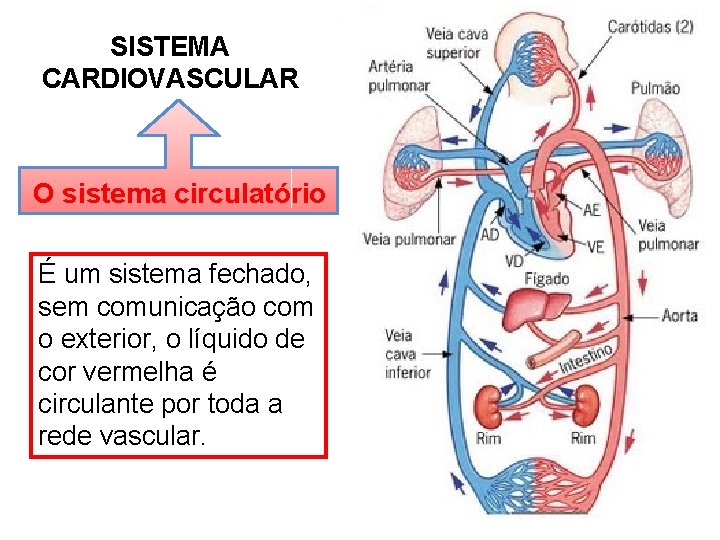 SISTEMA CARDIOVASCULAR O sistema circulatório É um sistema fechado, sem comunicação com o exterior,