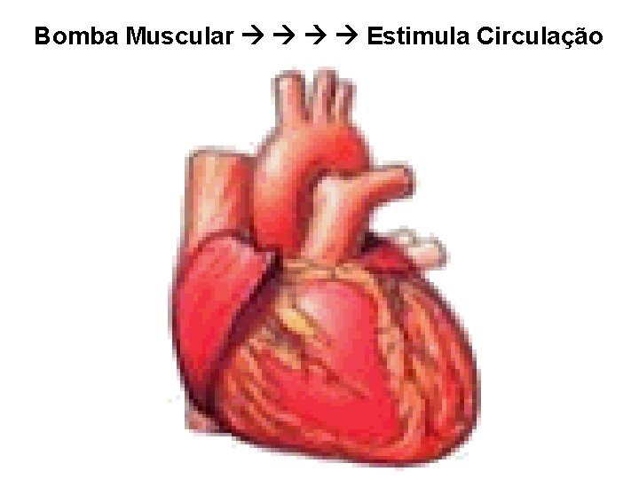Bomba Muscular Estimula Circulação 