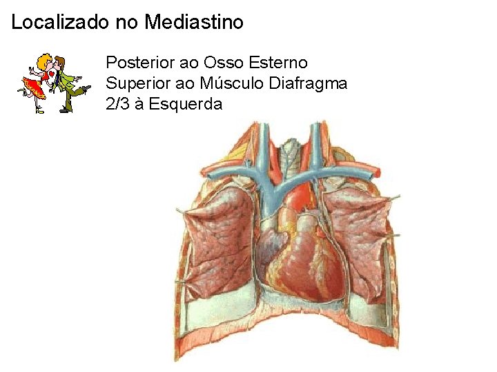 Localizado no Mediastino Posterior ao Osso Esterno Superior ao Músculo Diafragma 2/3 à Esquerda