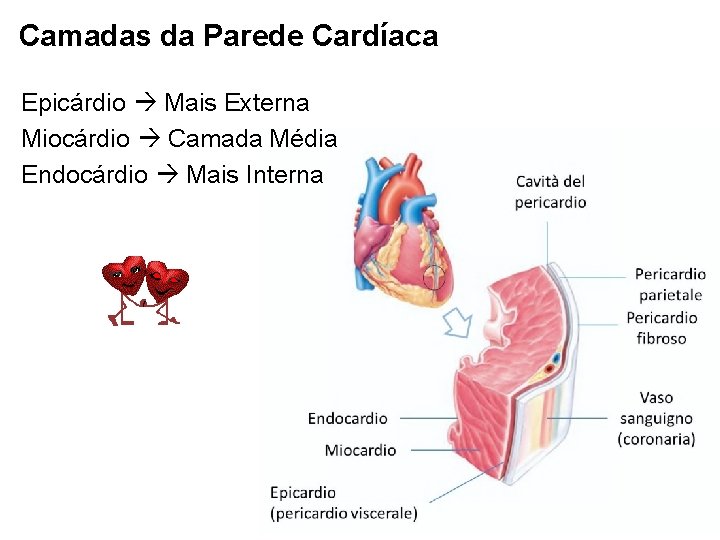 Camadas da Parede Cardíaca Epicárdio Mais Externa Miocárdio Camada Média Endocárdio Mais Interna 