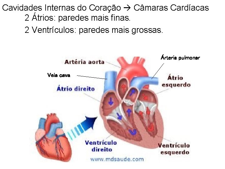 Cavidades Internas do Coração Câmaras Cardíacas 2 Átrios: paredes mais finas. 2 Ventrículos: paredes