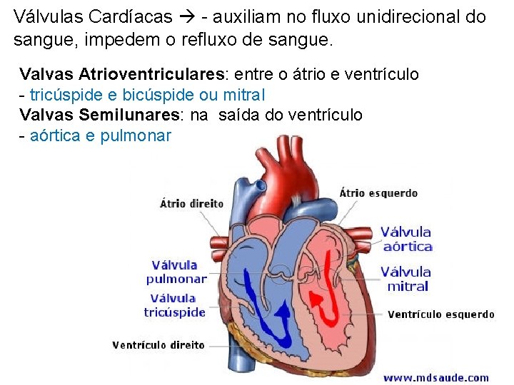 Válvulas Cardíacas - auxiliam no fluxo unidirecional do sangue, impedem o refluxo de sangue.