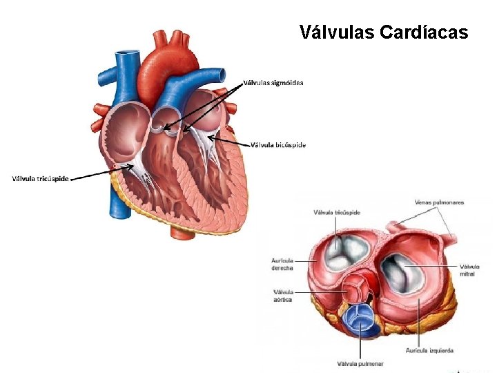 Válvulas Cardíacas 