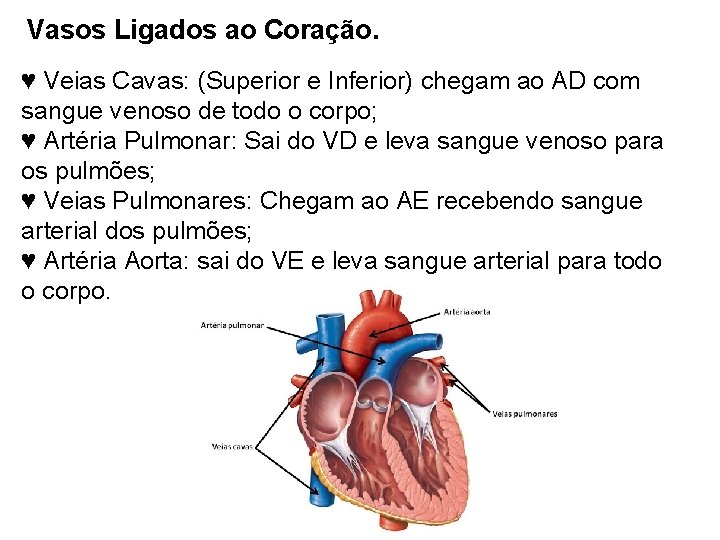 Vasos Ligados ao Coração. ♥ Veias Cavas: (Superior e Inferior) chegam ao AD com