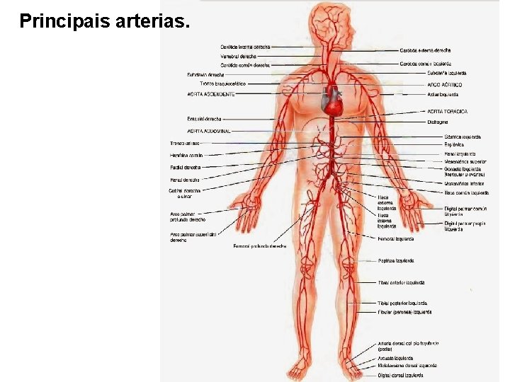 Principais arterias. 