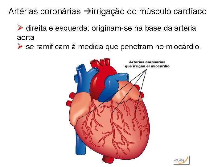 Artérias coronárias irrigação do músculo cardíaco Ø direita e esquerda: originam-se na base da