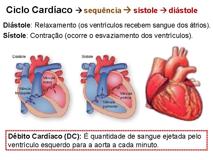 Ciclo Cardíaco sequência sístole diástole Diástole: Relaxamento (os ventrículos recebem sangue dos átrios). Sístole: