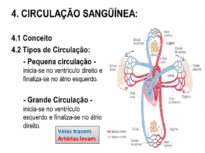 Veias trazem Artérias levam 
