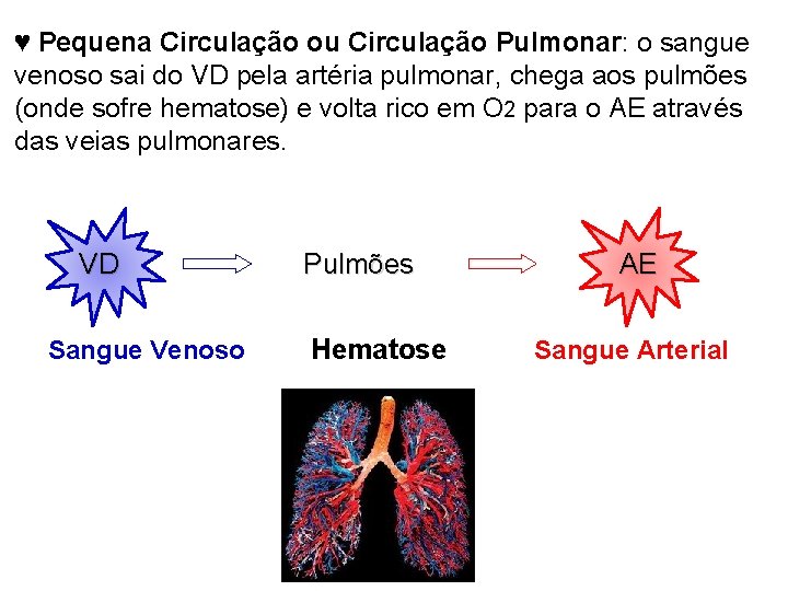 ♥ Pequena Circulação ou Circulação Pulmonar: o sangue venoso sai do VD pela artéria