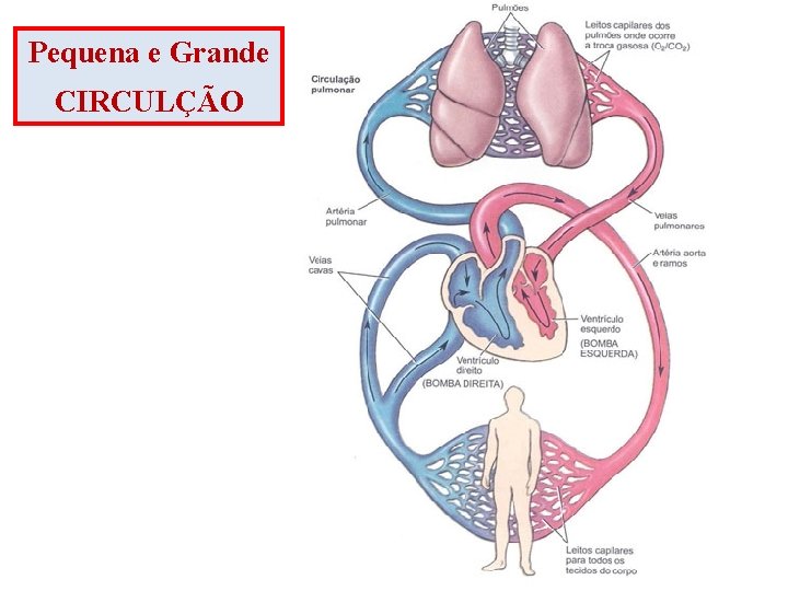 Pequena e Grande CIRCULÇÃO 