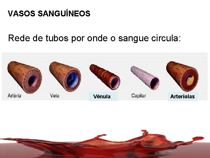 VASOS SANGUÍNEOS Rede de tubos por onde o sangue circula: Arteríolas Vênula Arteríolas 