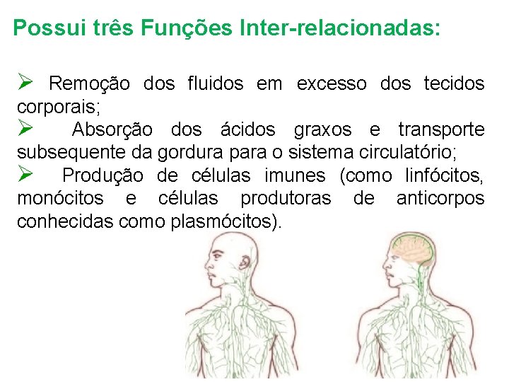 Possui três Funções Inter-relacionadas: Ø Remoção dos fluidos em excesso dos tecidos corporais; Ø